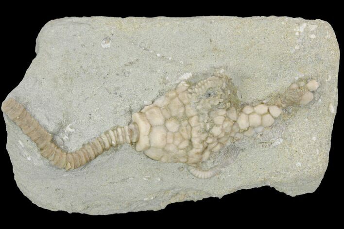 Crinoid (Macrocrinus) Fossil - Crawfordsville, Indiana #122947